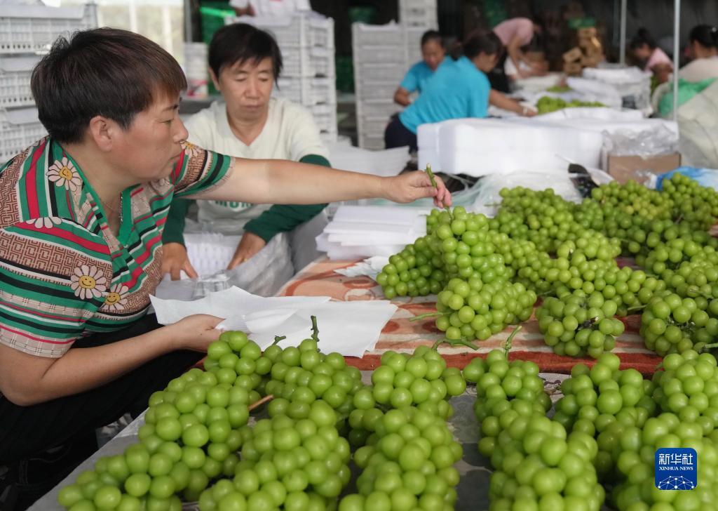 大博金下载